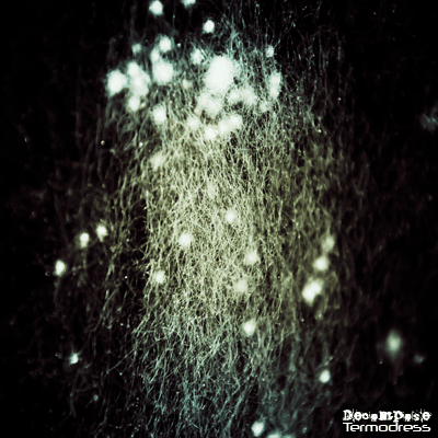 Decompose — album cover